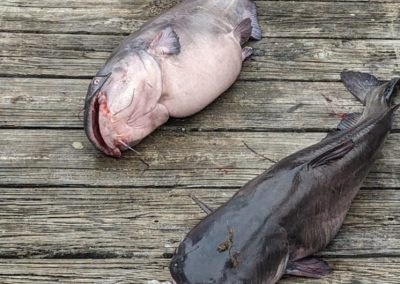 Fishing Catfish Dock 3